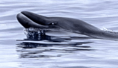 Once Thought To Be A Myth, This Rare Whale Was Finally Seen In The Wild In Mexico