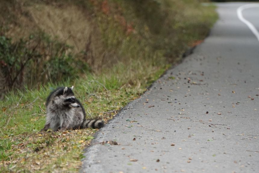The research eyed whether city-dwelling raccoons were developing shorter snouts, a known marker of domestication.