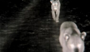 BBC One - Kingdom - Filming lions after dark