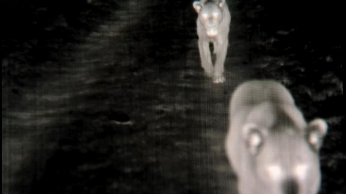 BBC One - Kingdom - Filming lions after dark