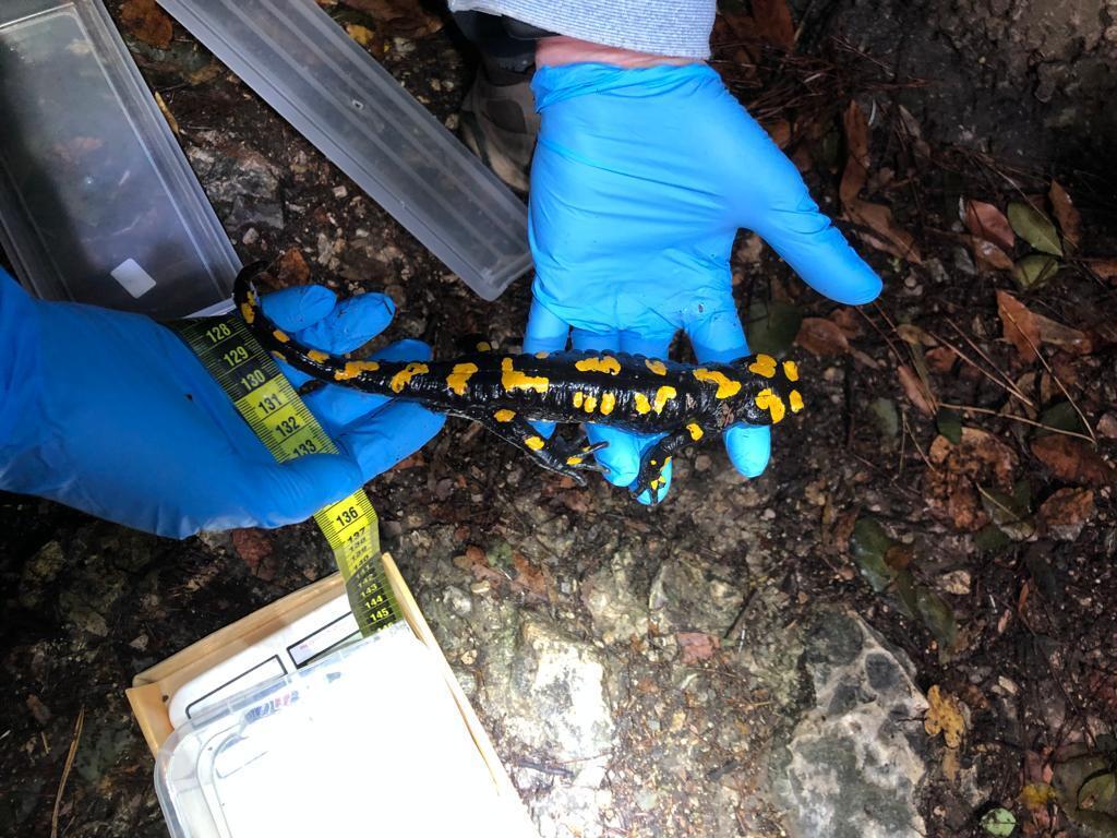 סלמנדרה בכרמל