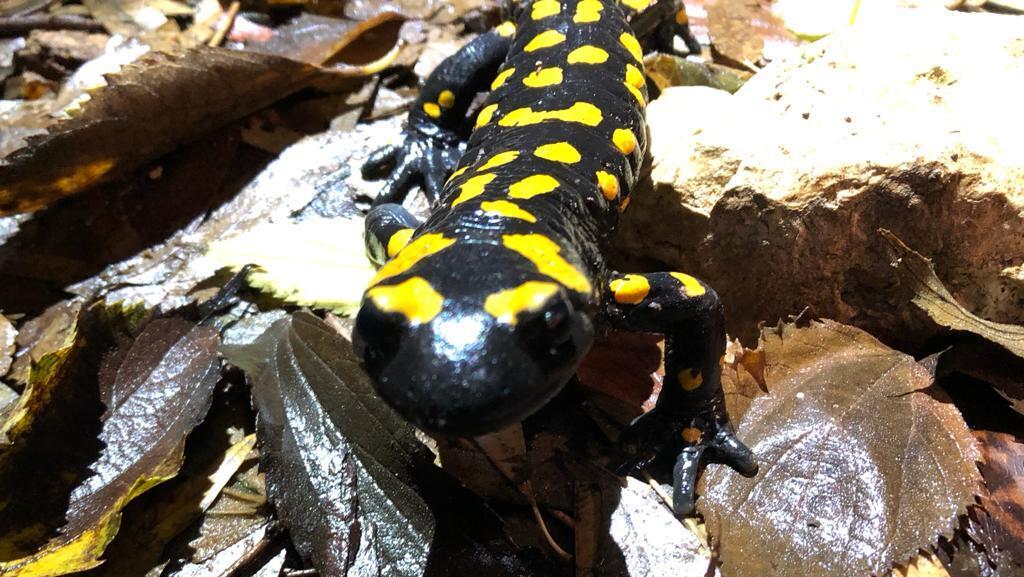 סלמנדרה בכרמל