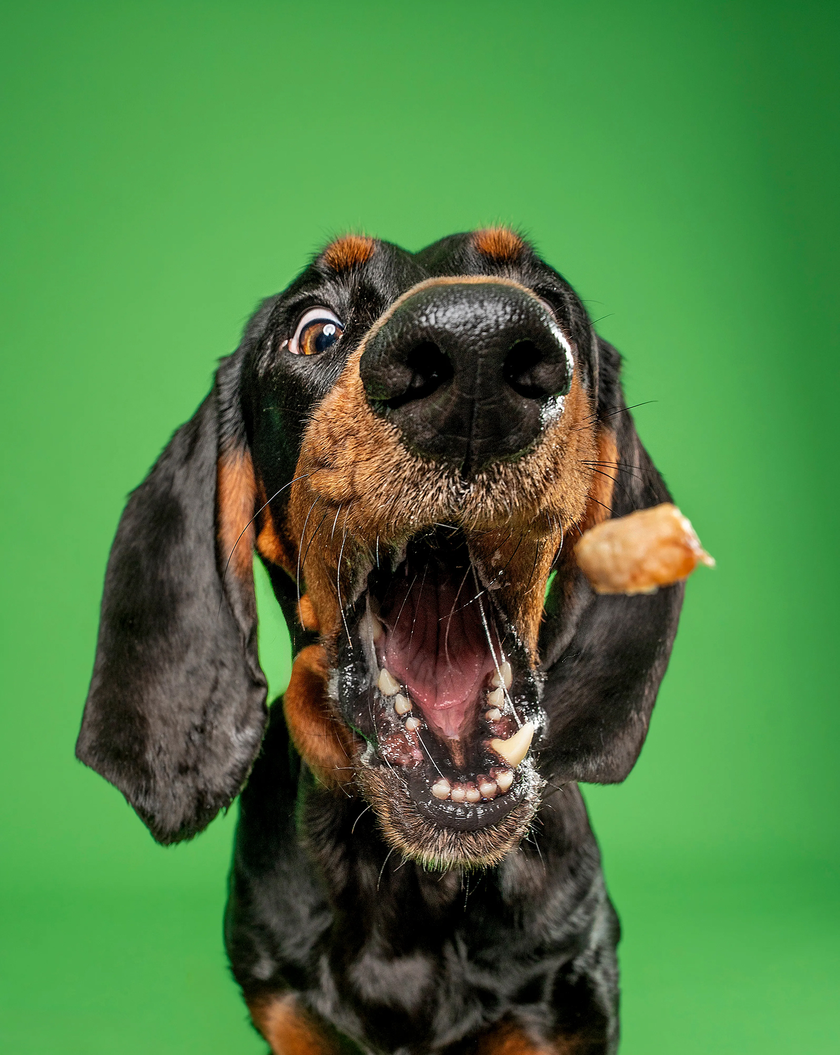 A close-up of an excited dog with a big open mouth, catching a treat mid-air against a vibrant green background