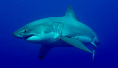 100th great white shark tagged off of Carolina Coast