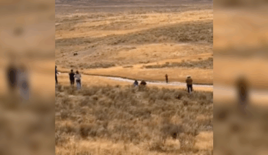 Watch: Yellowstone tourist gets close to grizzly bear in National Park
