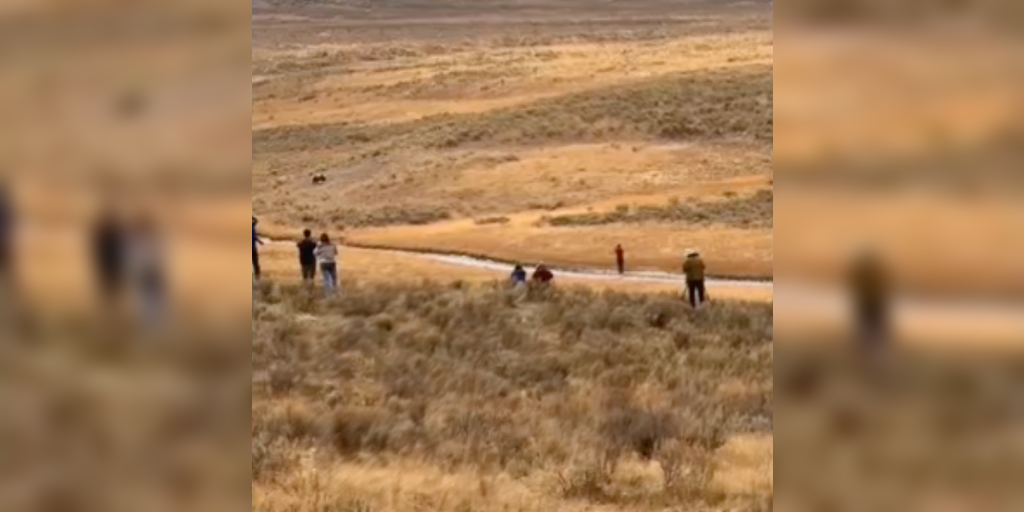 Watch: Yellowstone tourist gets close to grizzly bear in National Park