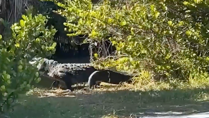 A crocodile walks up to the water in Everglades National Park.