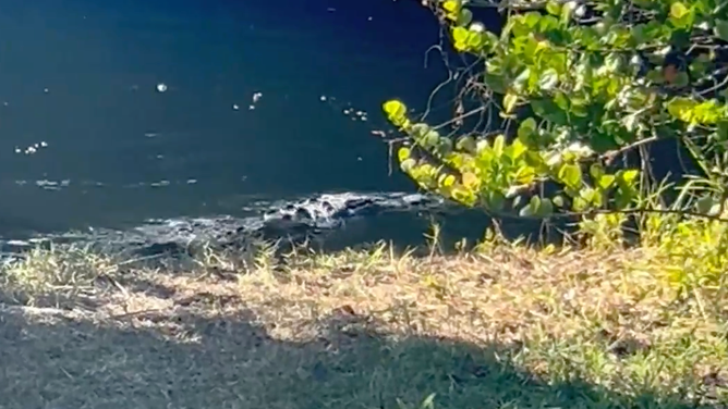 The crocodile stalked the alligator after it made its escape.