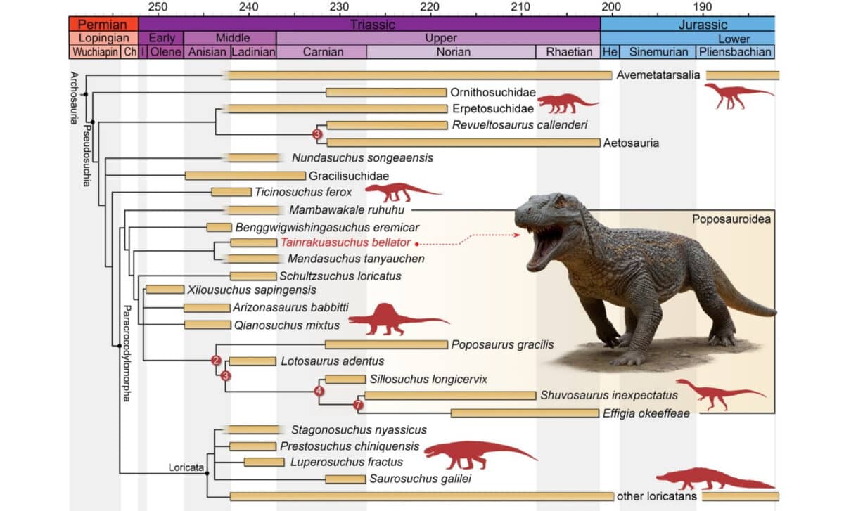 Time Calibrated Reduced Strict Consensus Tree (equal Weighting Analysis) Depicting The Phylogenetic Position Of Tainrakuasuchus Bellator