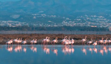 cover Tepak to work on new Cyprus tourism app