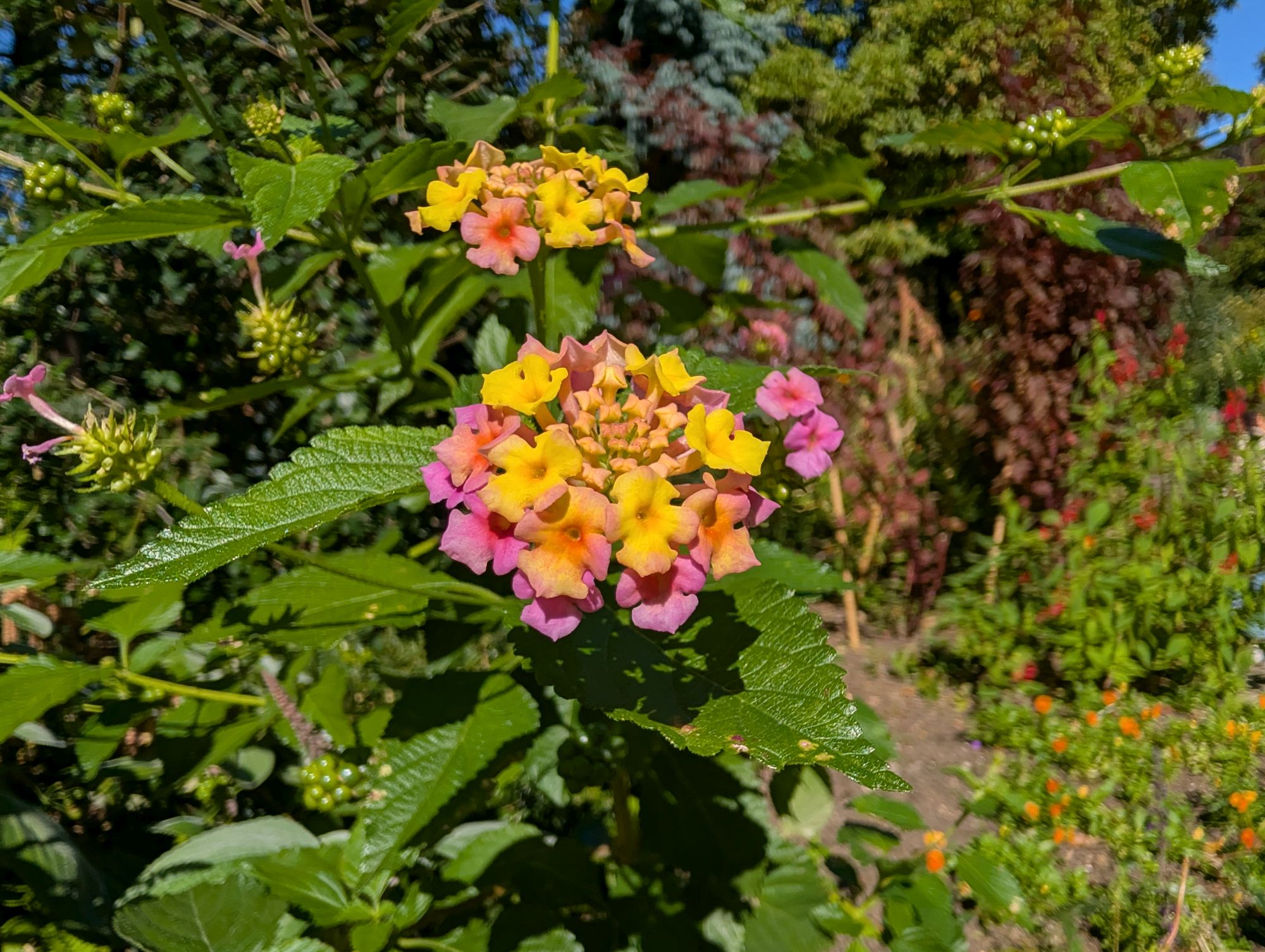 Google Pixel 10 Pro XL macro sample.