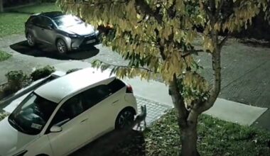 Car owners forced to put chicken wire around cars after fox attacks on wires - The Independent