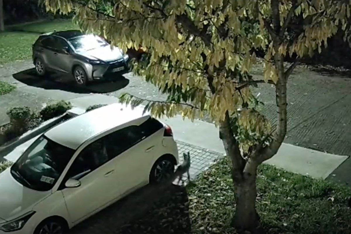 Car owners forced to put chicken wire around cars after fox attacks on wires - The Independent