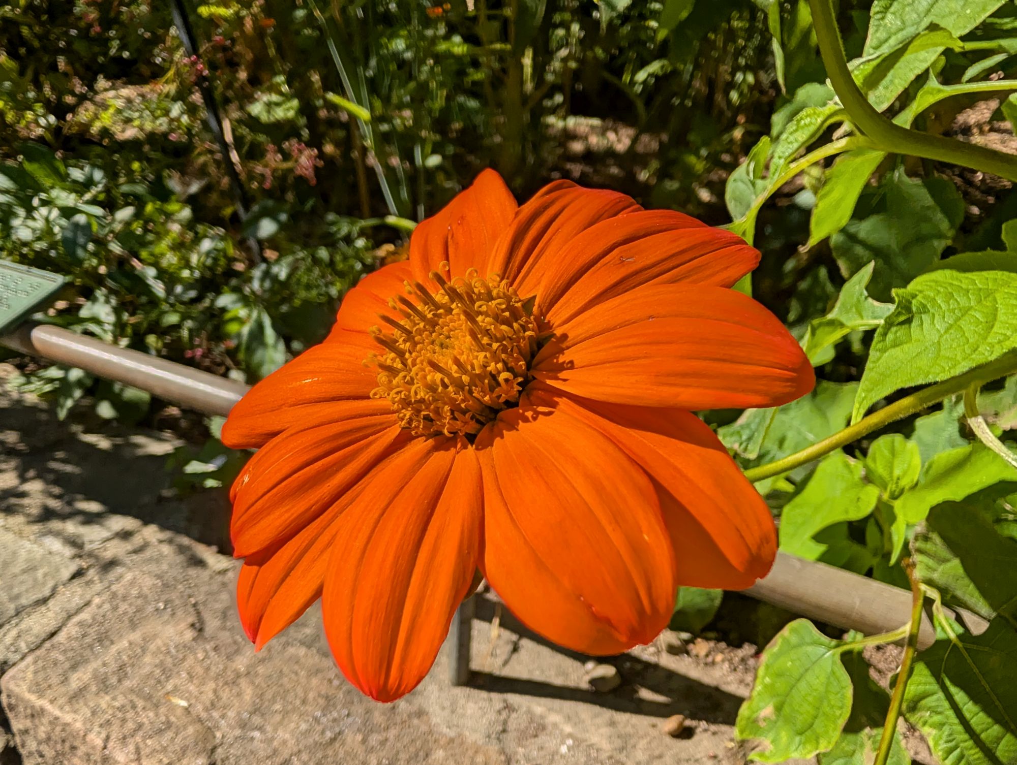 Google Pixel 10 Pro XL macro sample.