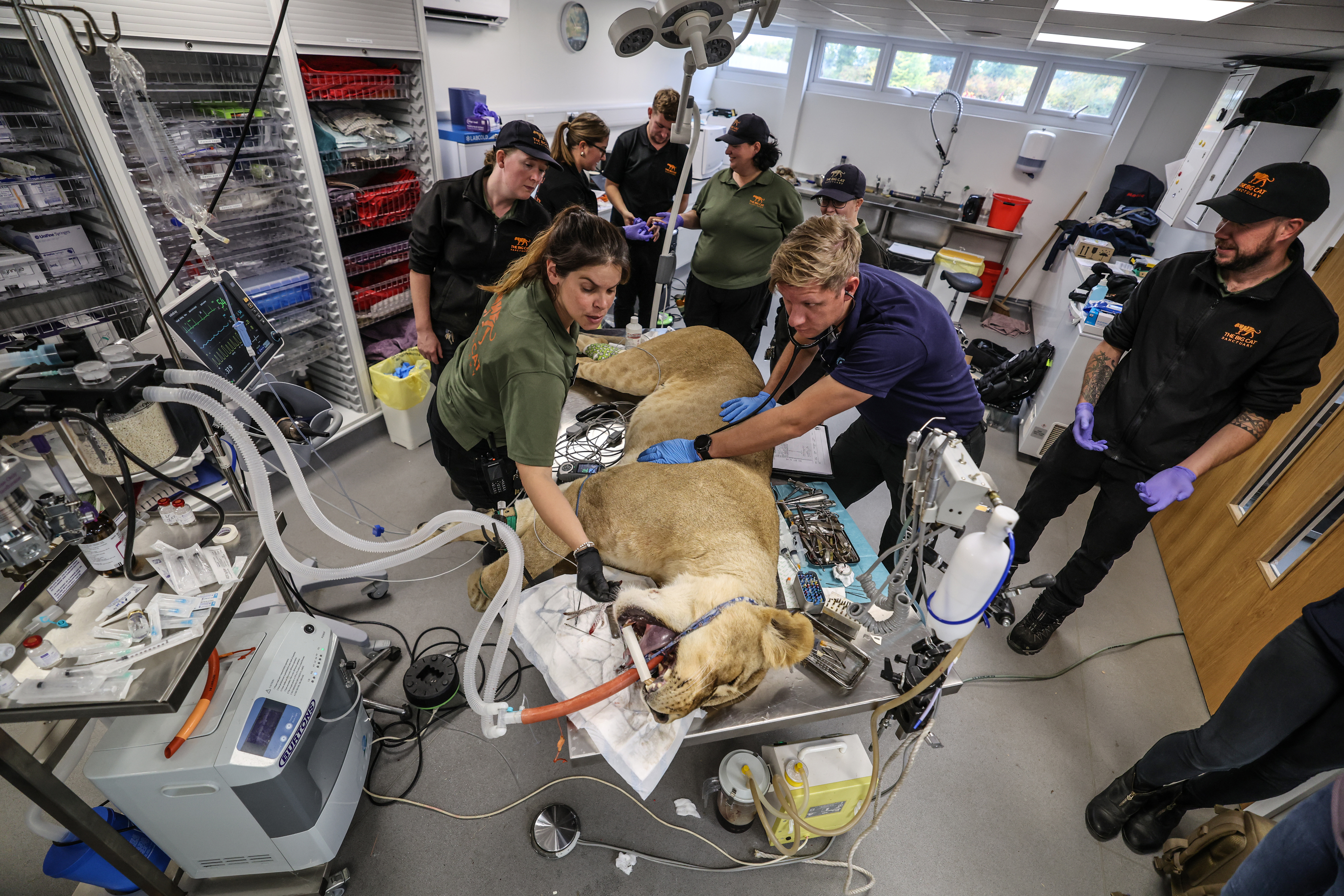 Veterinarian Elliott Simpson-Brown and his team monitor the heart and breathing of Lioness Lira while she undergoes critical dental work in a big cat sanctuary.