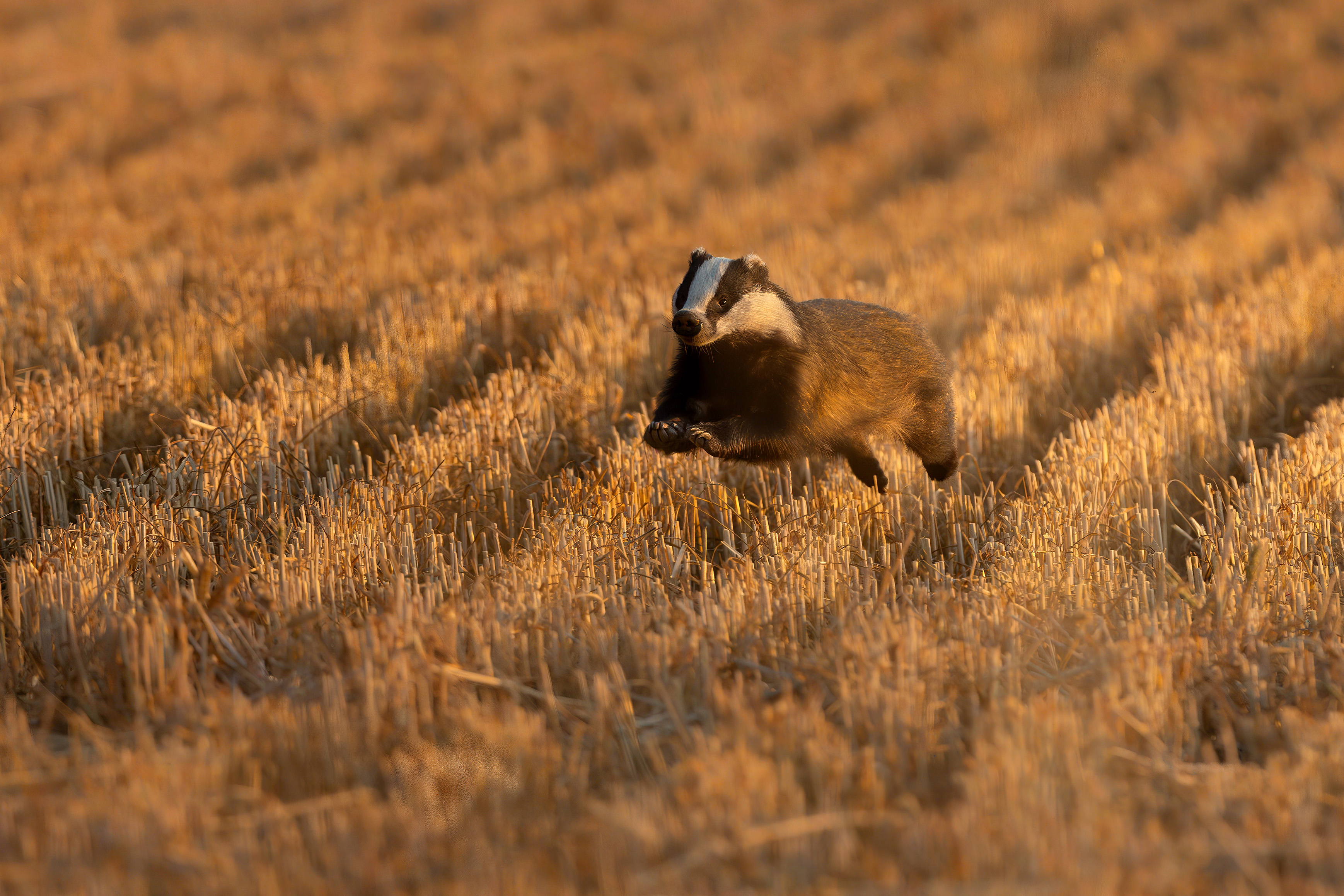 Badger leaping in a field of golden stubble, illuminated by the low sun.