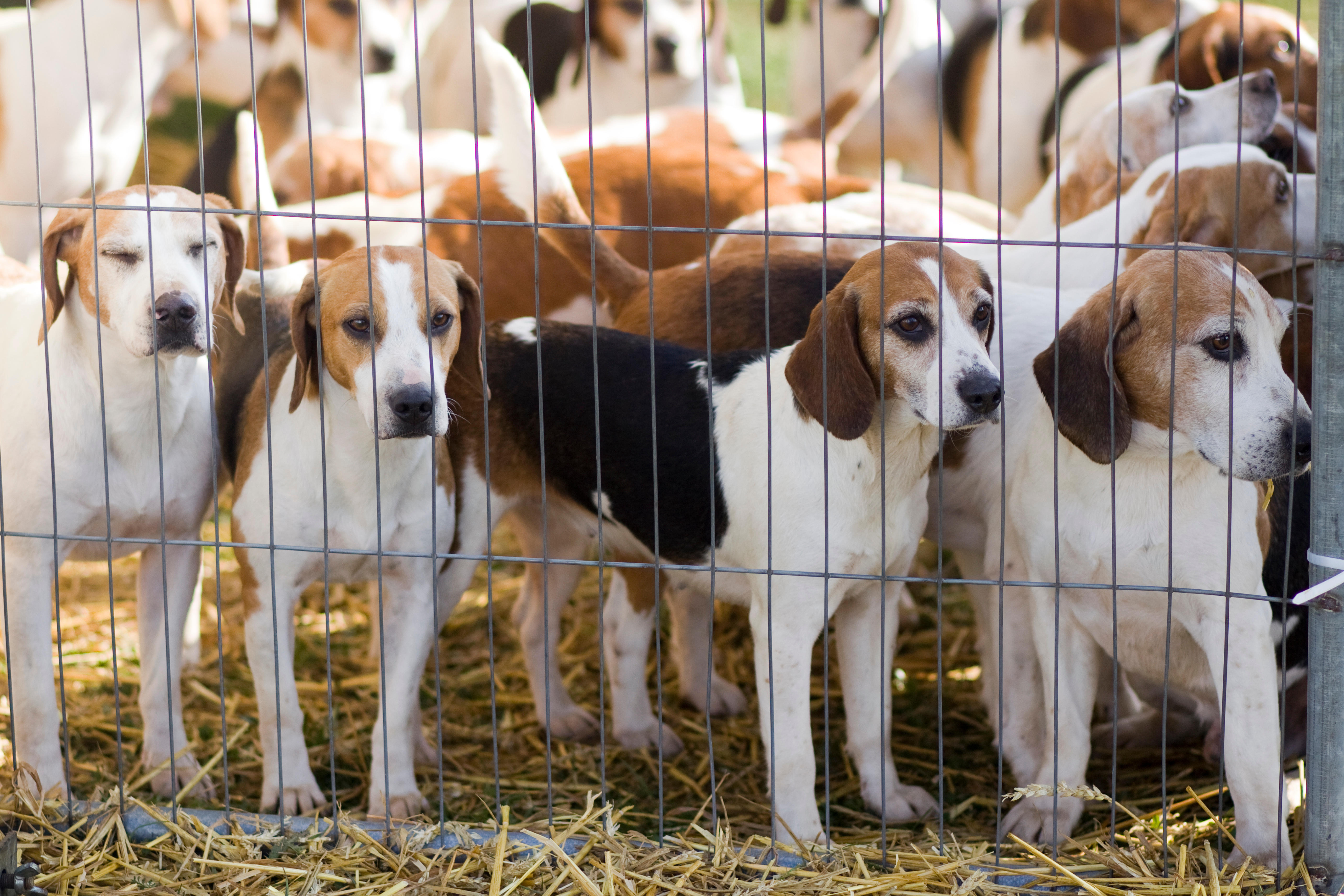 English Foxhound puppies in a cage.