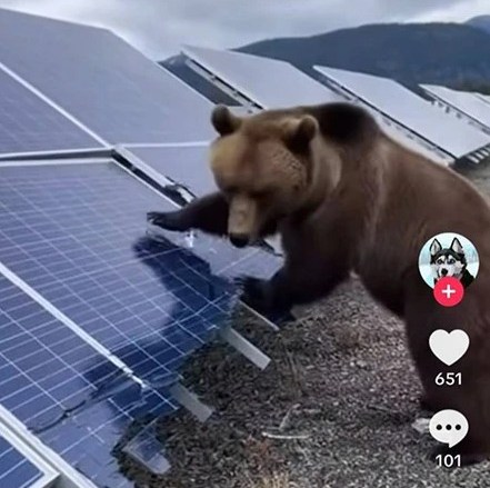 AI-generated bear destroying a solar panel.