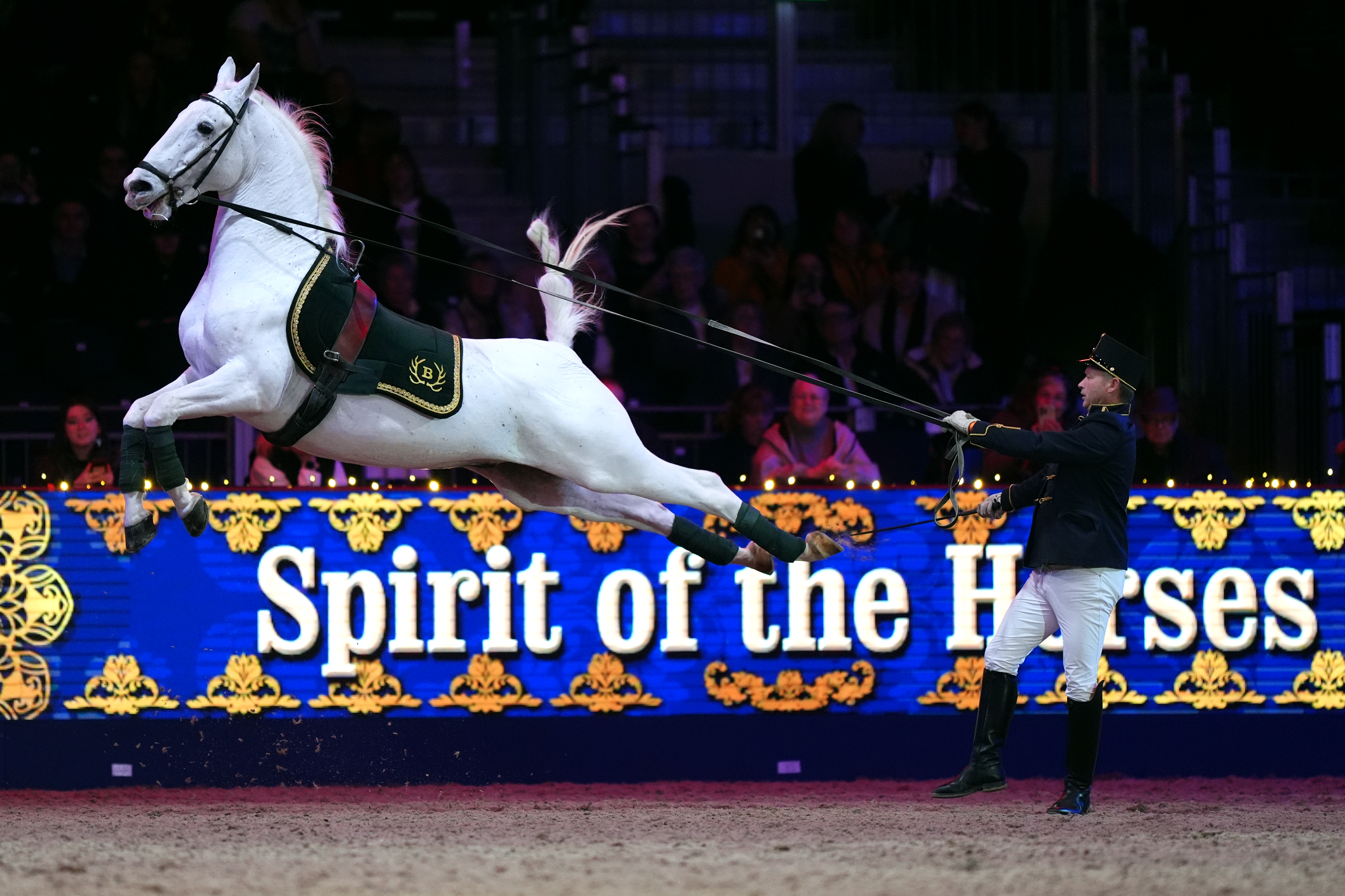 A person in an equestrian uniform performing a dressage maneuver with a white horse in a horse show.
