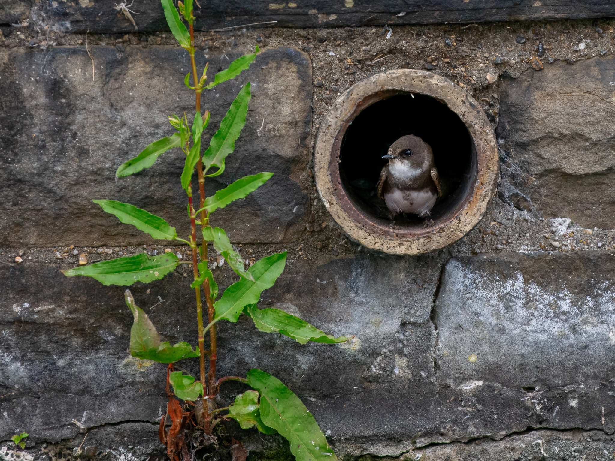 A small bird with brown and white feathers peeking out from a circular pipe opening in a stone wall, next to a green plant.