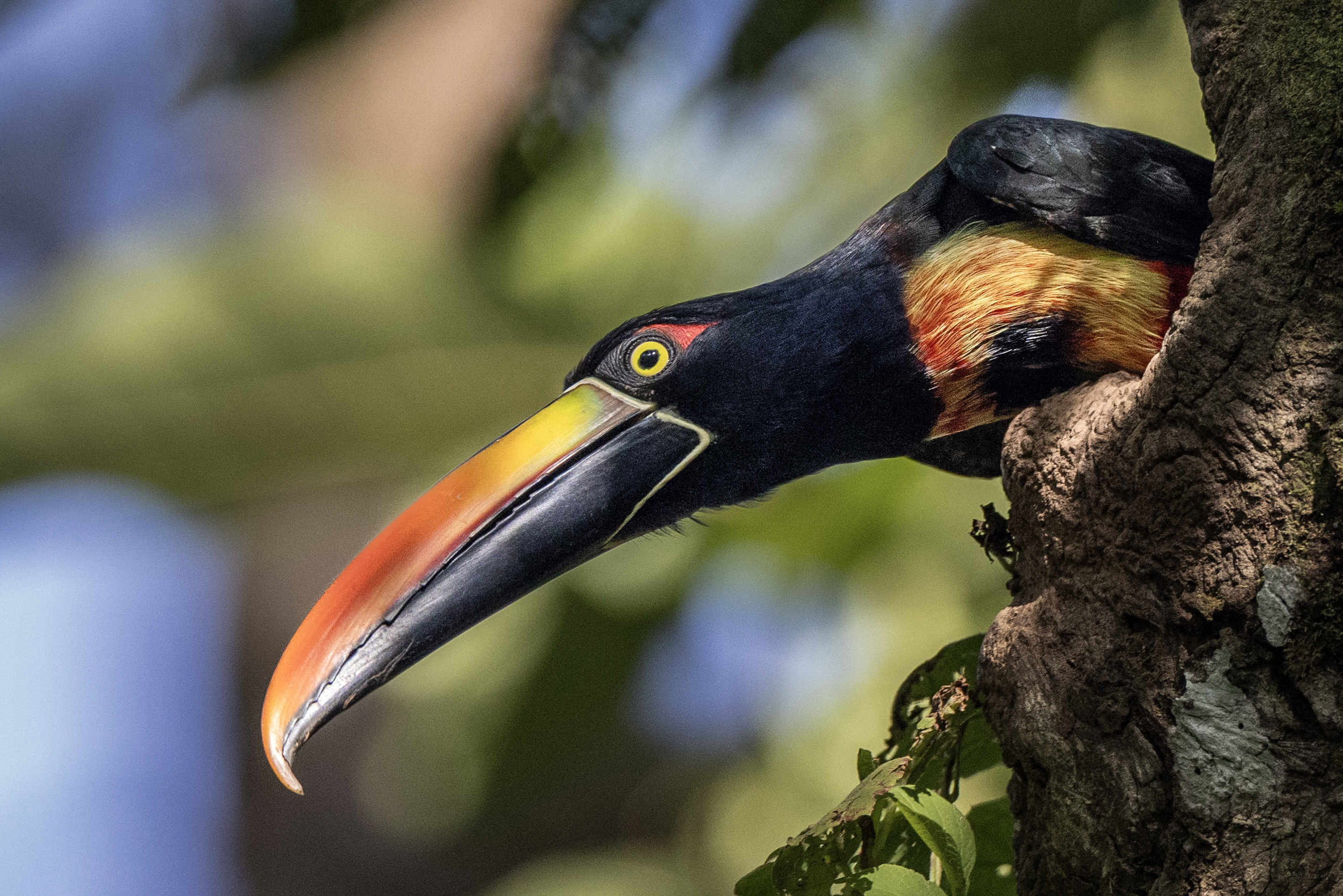 Fiery-billed aracari bird peeking from a tree trunk.