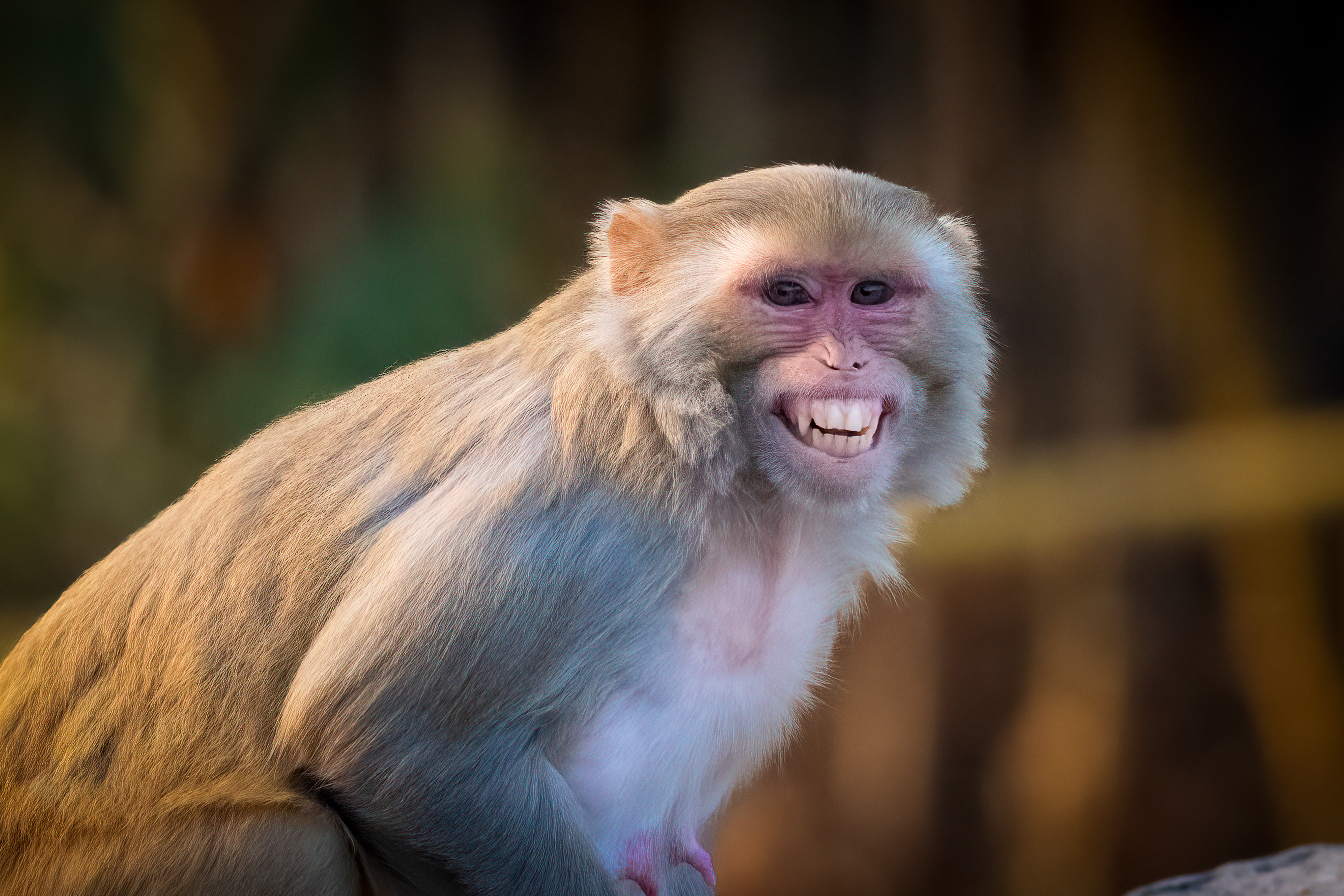 Cheese please: Monkey pulls surprise grin for the camera