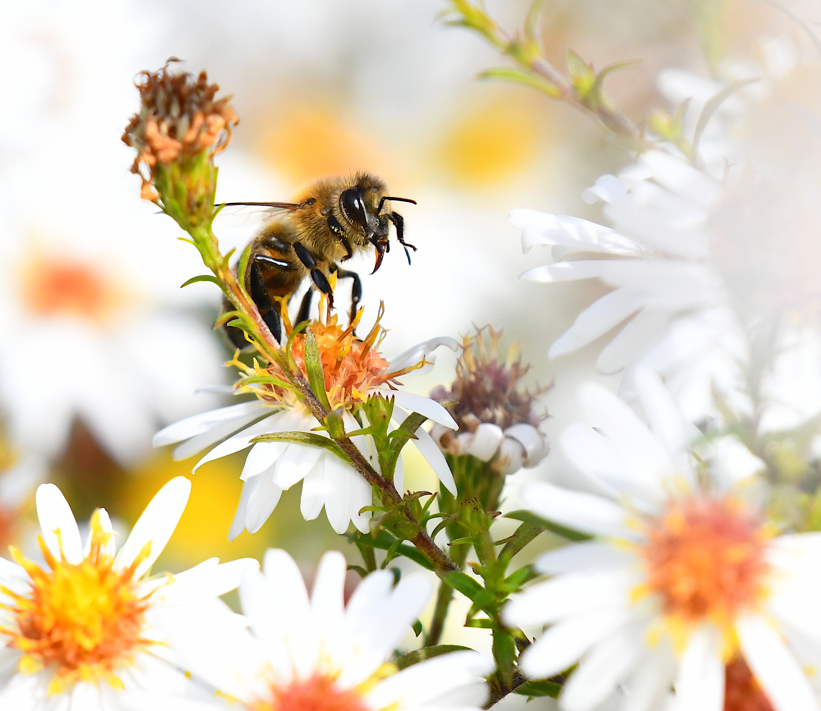 Close-up of a bee on a white flower with an orange center, surrounded by other white flowers.