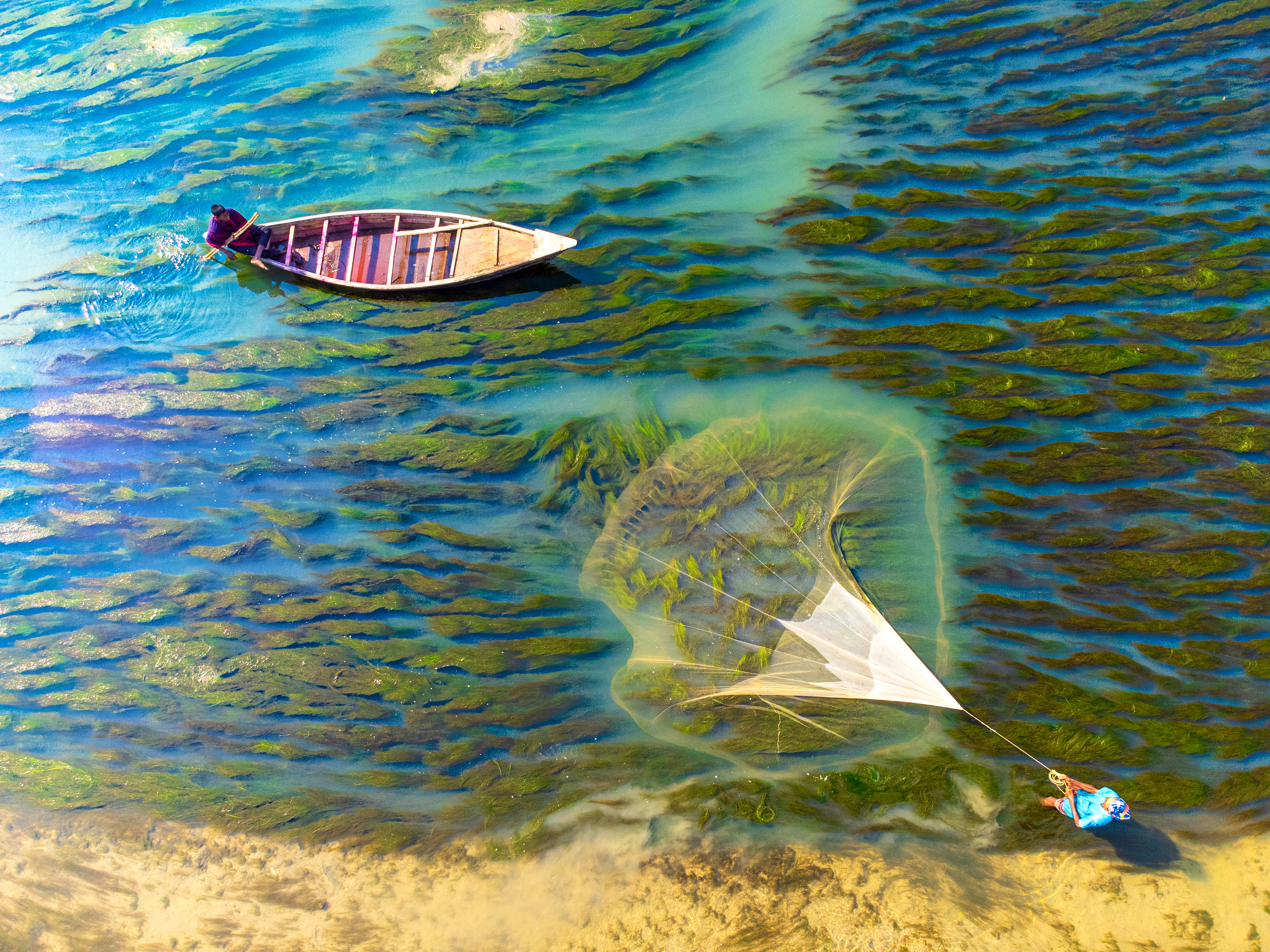 A father and son cast fishing nets in an algae-blanketed river in Rajshahi, Bangladesh.