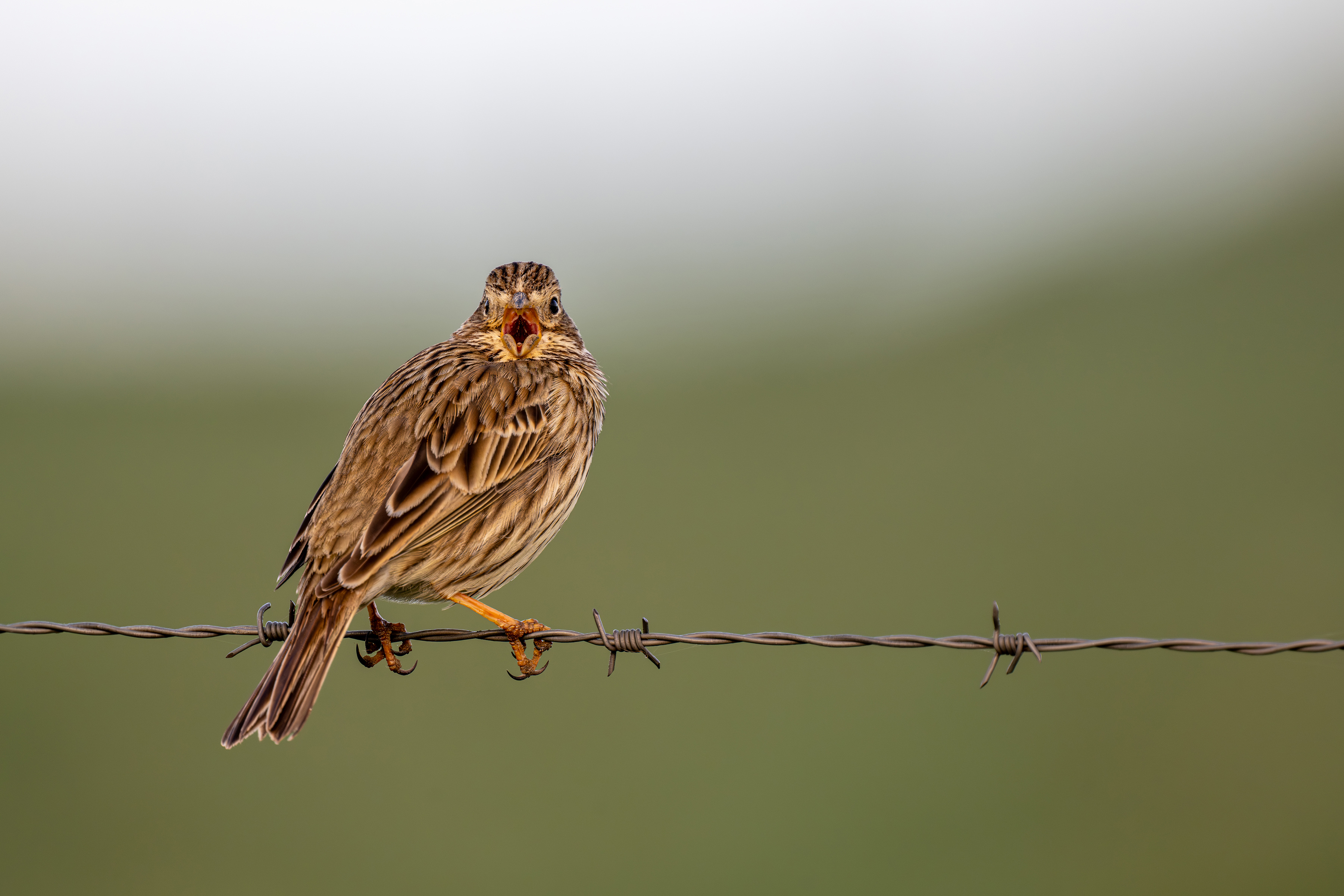 A small brown bird with its beak open wide, perched on a barbed wire fence.