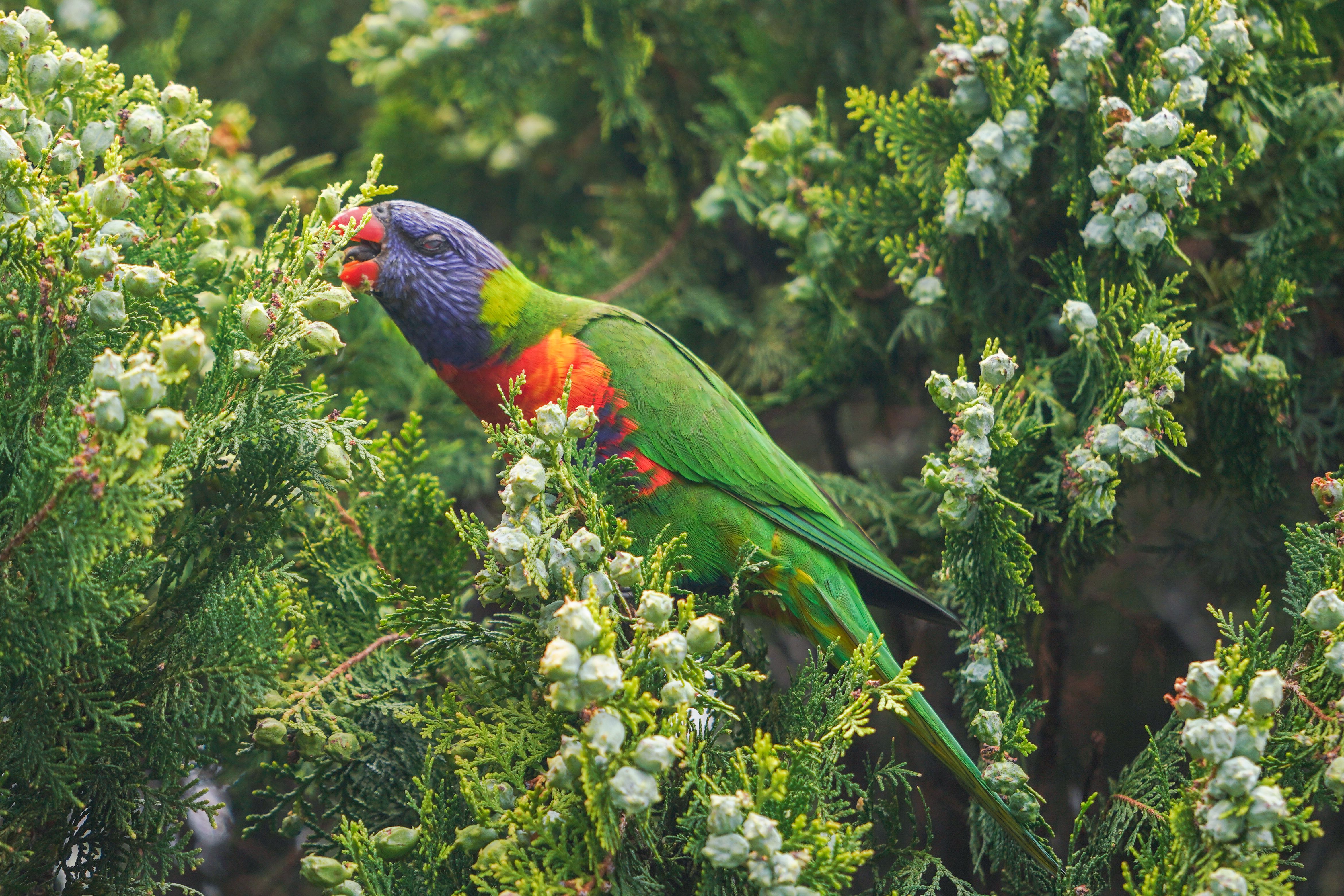 Australian rainbow lorikeet feeding on a tree.