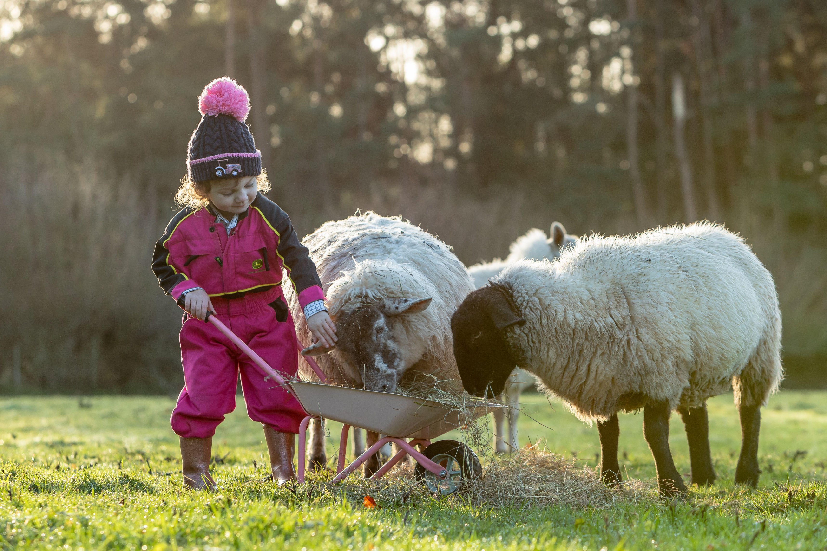 Martha-Jane, 2, feeds hay to sheep from a wheelbarrow on her grandparents' farm in Arley.