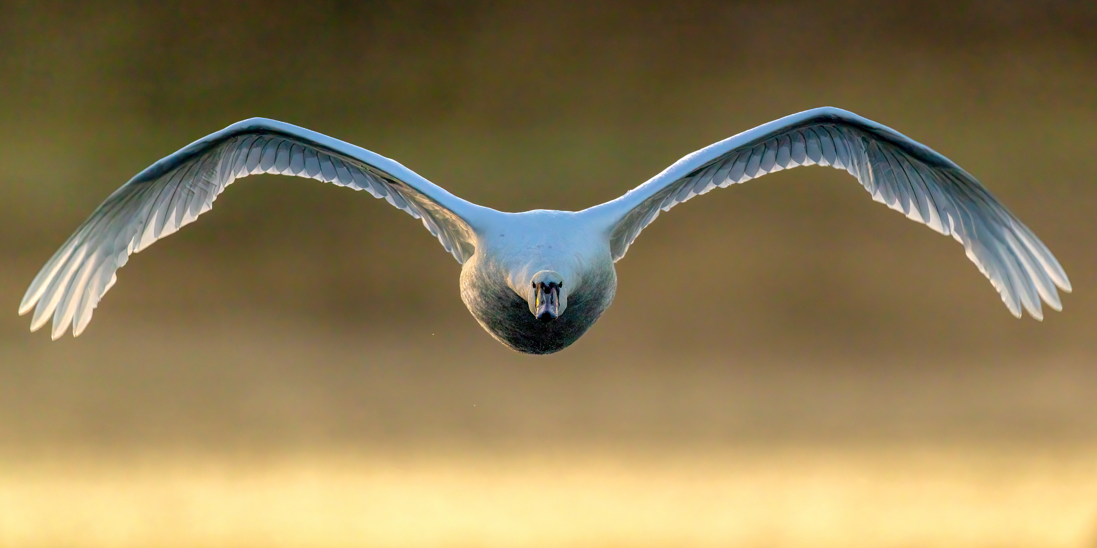 Mute Swan flying at Tices Meadow in Farnham, Surrey.