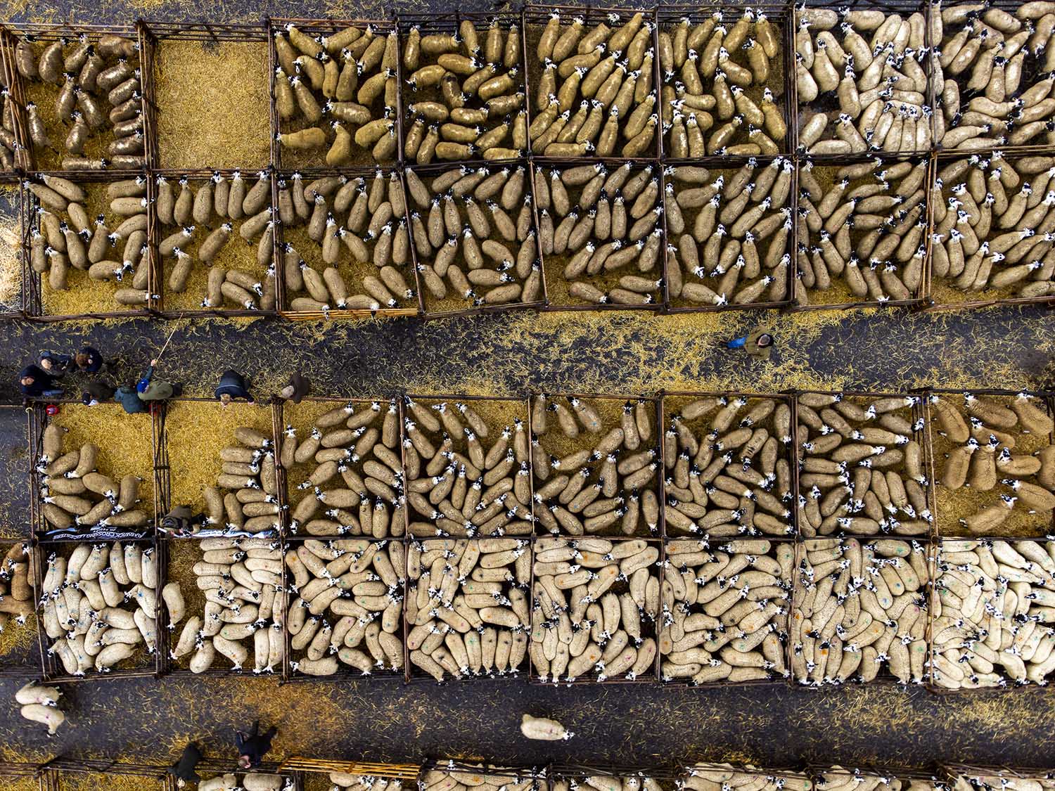 Aerial view of sheep in pens at Hawes Auction Market.