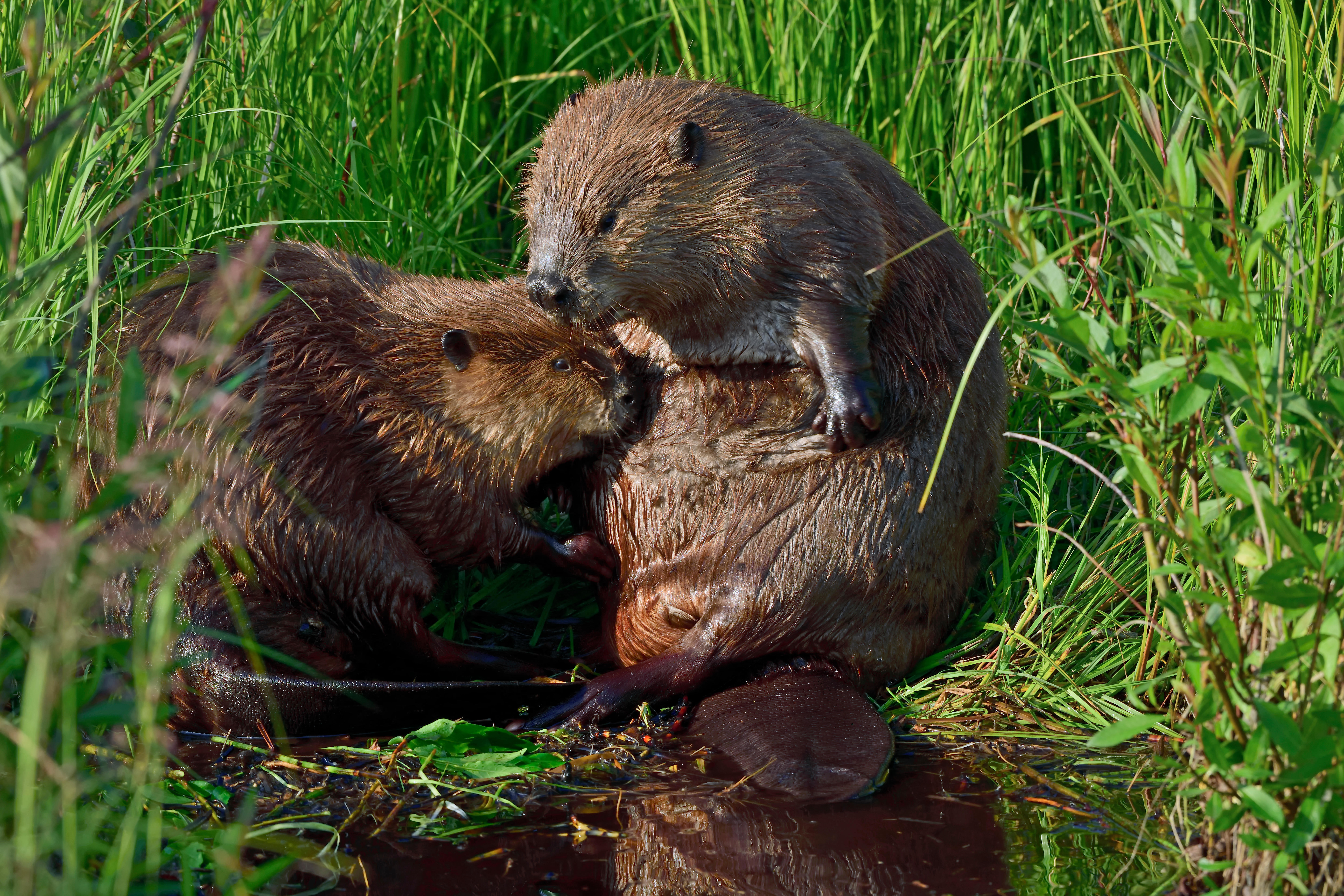 Two beavers grooming each other in a pond with green grass and vegetation surrounding them.