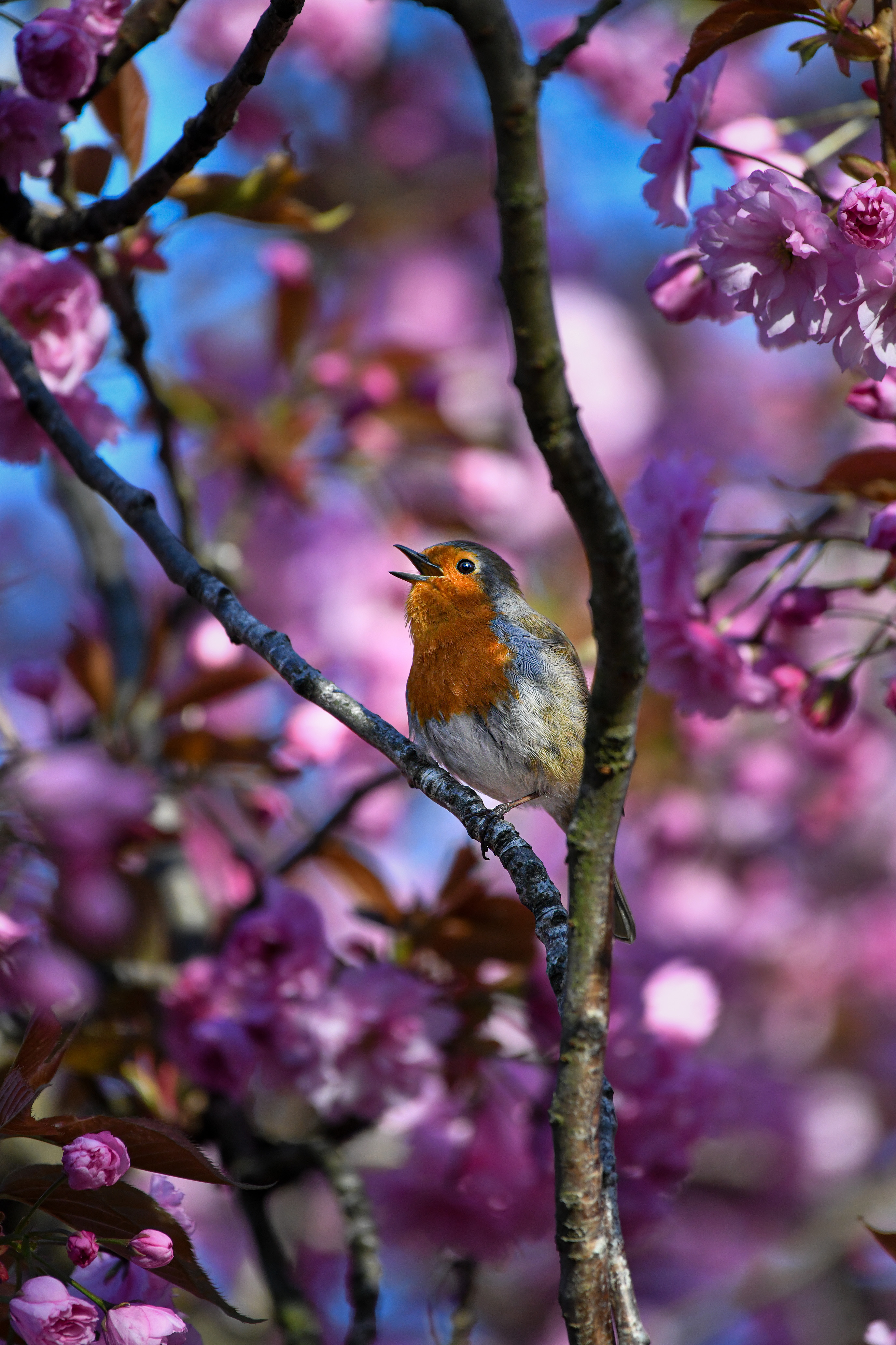 A robin with an open beak, perched on a branch surrounded by pink cherry blossoms.