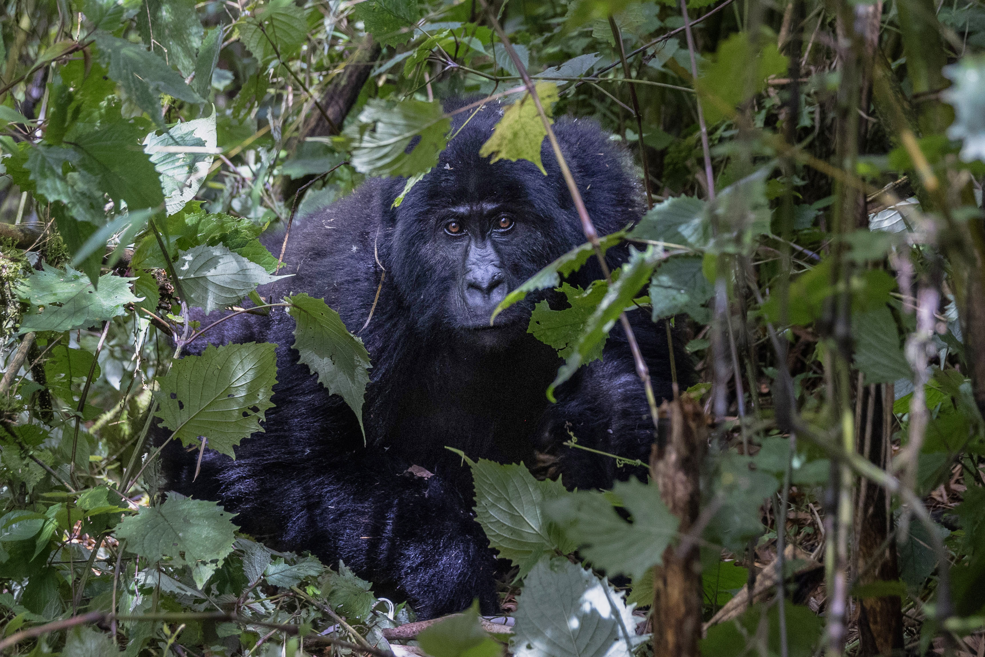 A female eastern lowland gorilla named Mukokya peers through dense jungle foliage.
