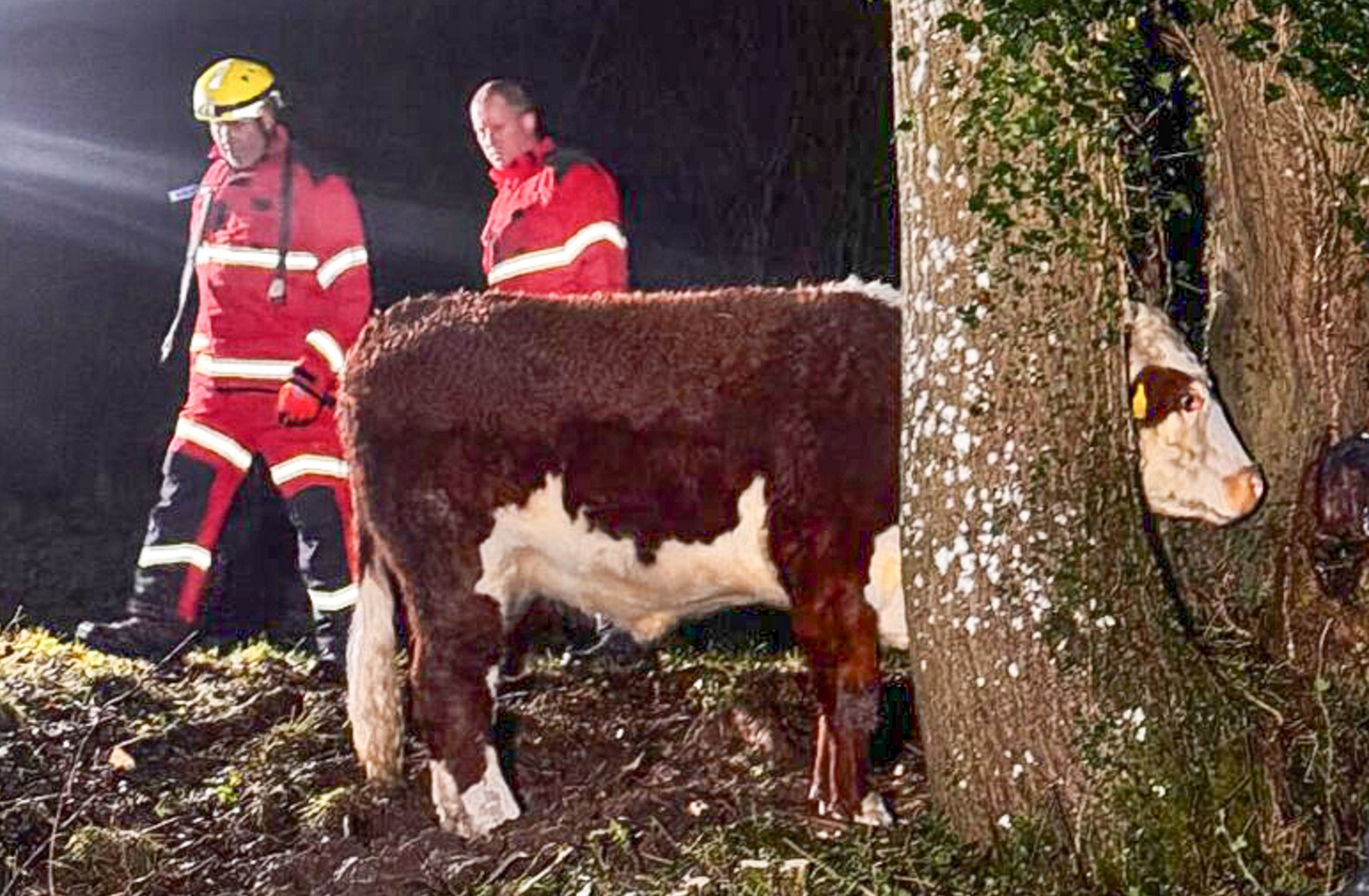 SNCow saved after getting head stuck in tree