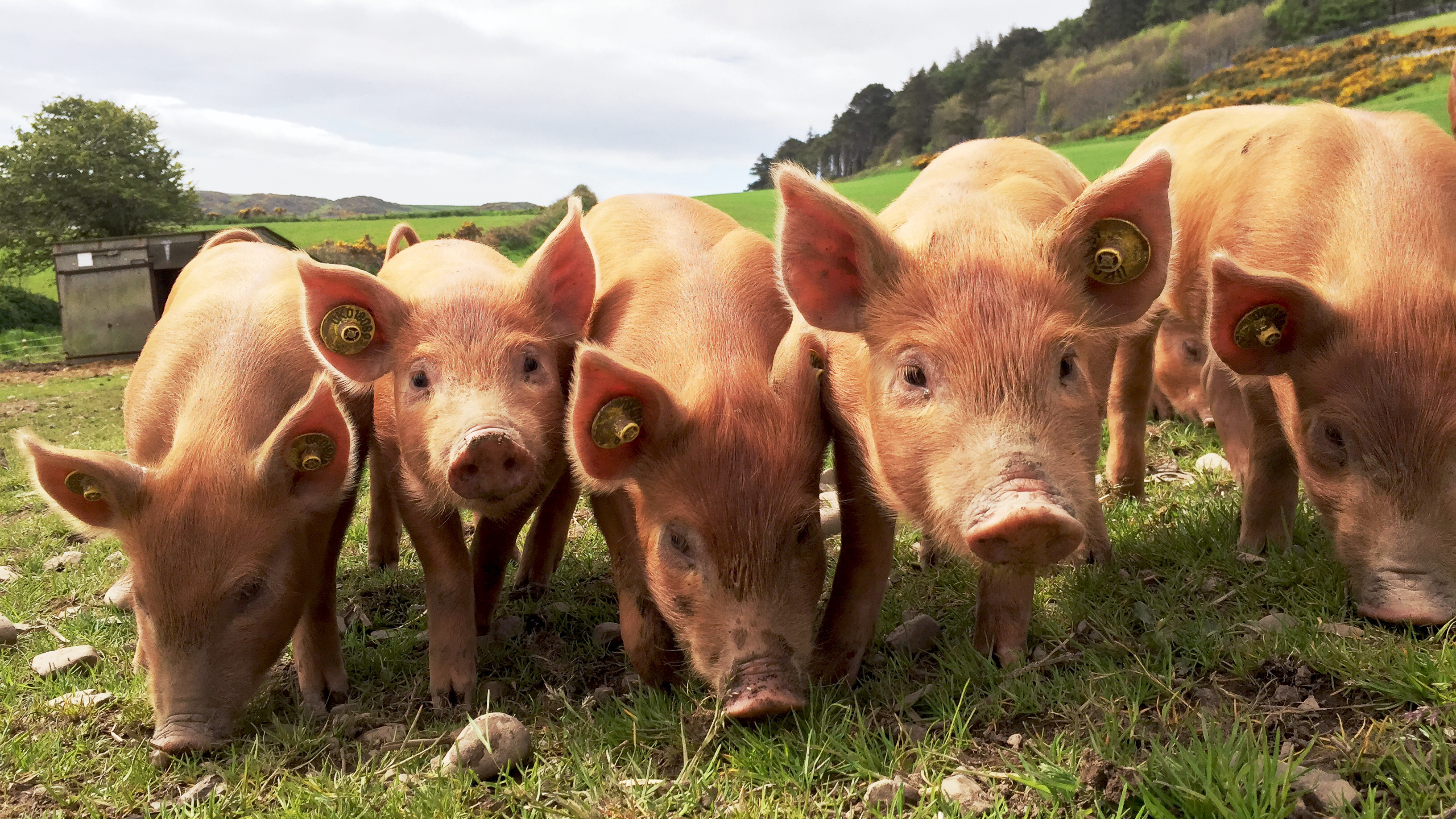 A line of piglets with ear tags in a pasture.