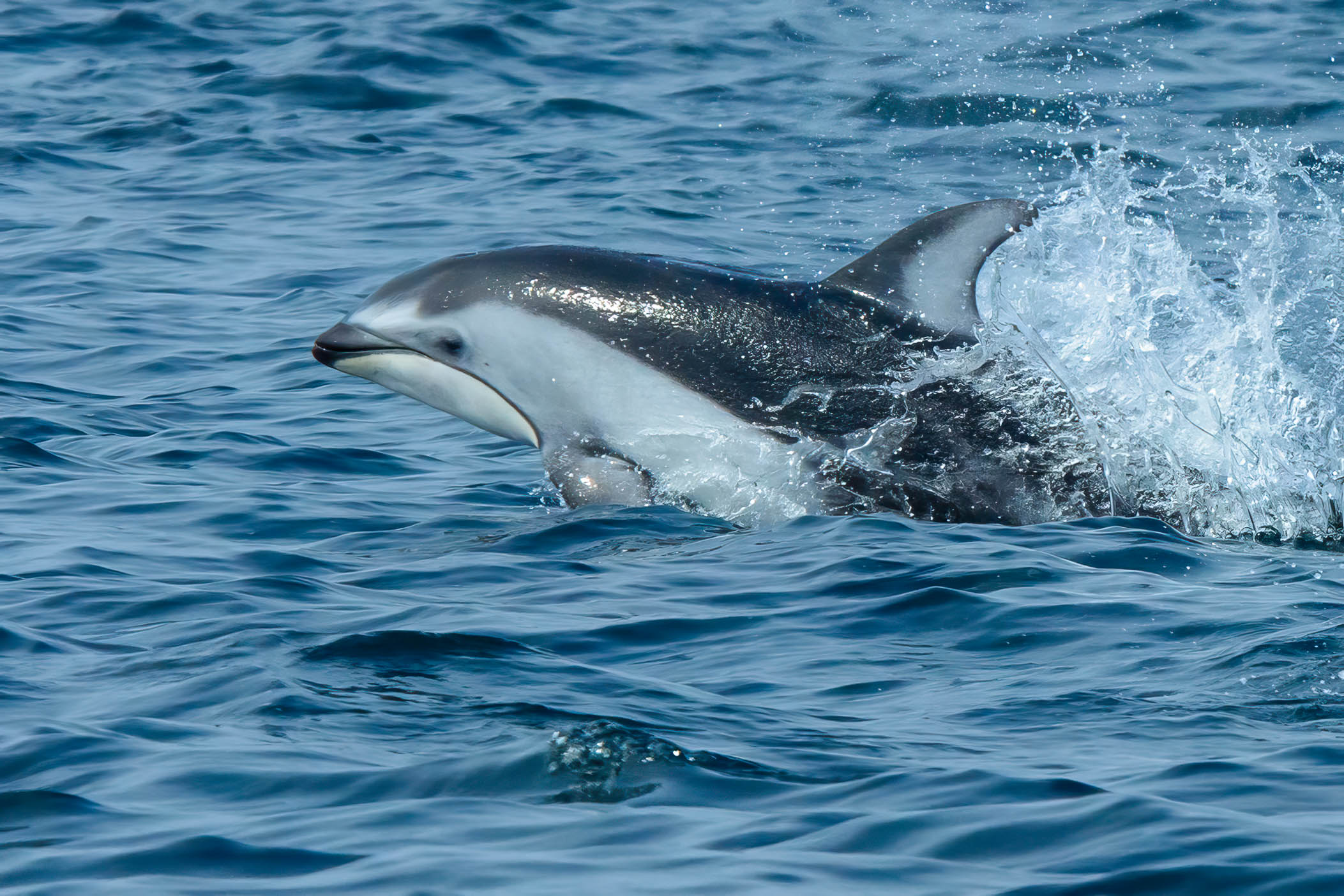 A Pacific white-sided dolphin breaching the ocean surface with water splashing around it.