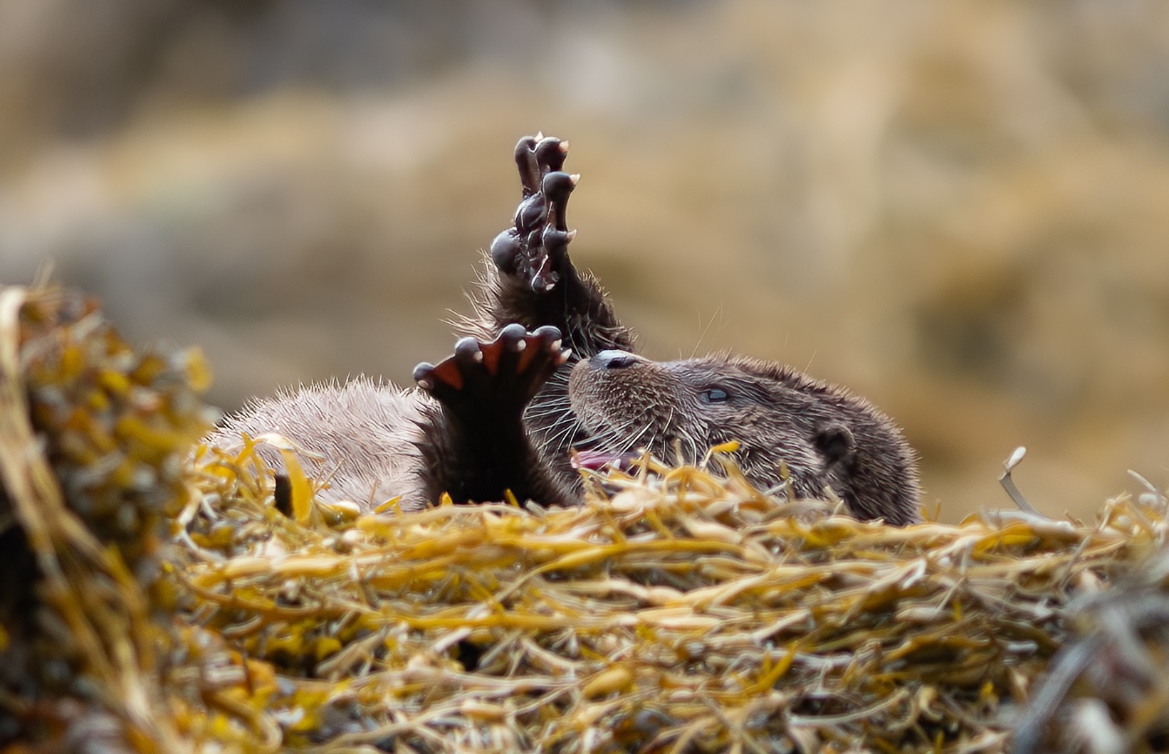 An otter lying on its back in seaweed, paws extended upwards.