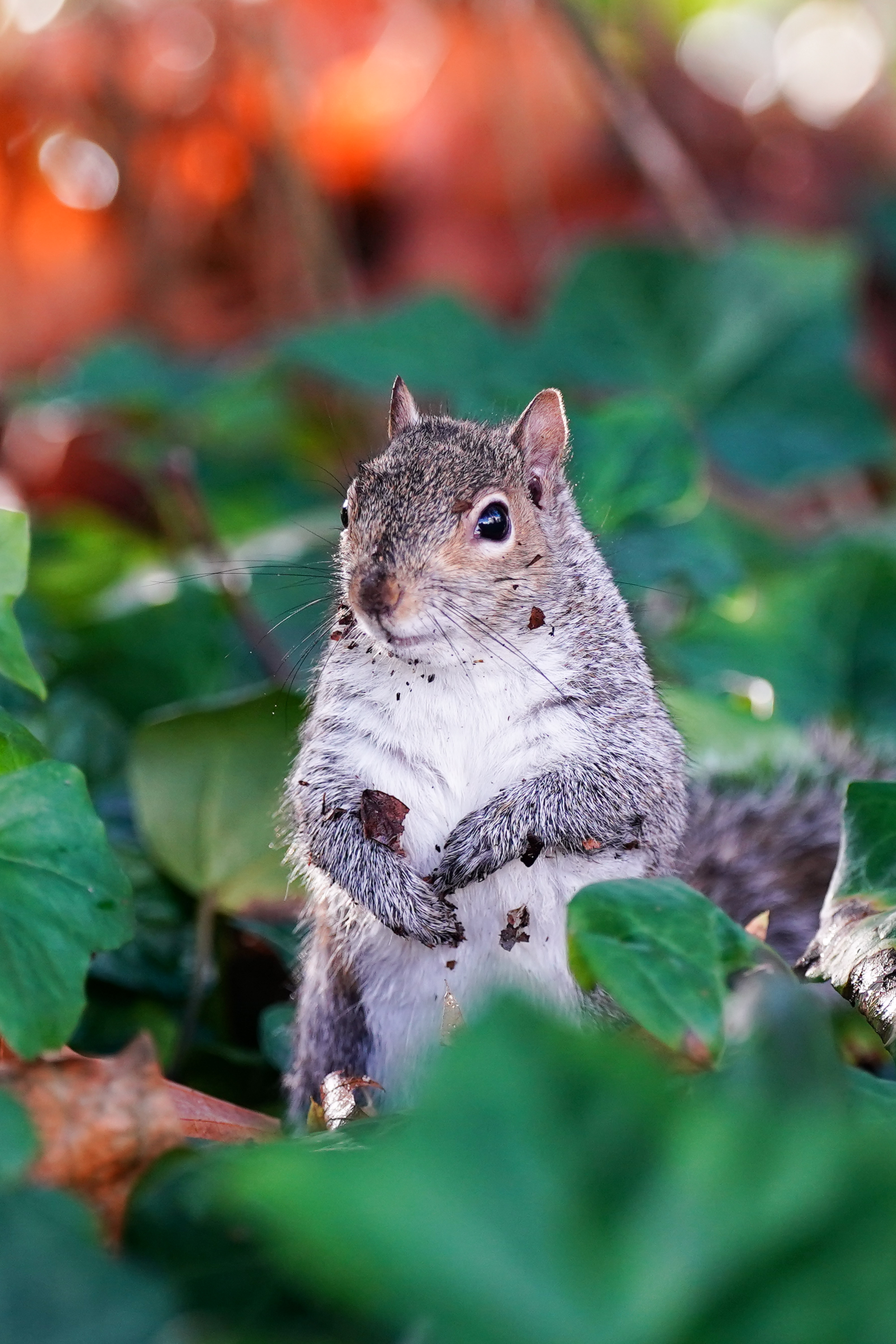 A squirrel in Jephson Gardens in Leamington Spa, Warwickshire.