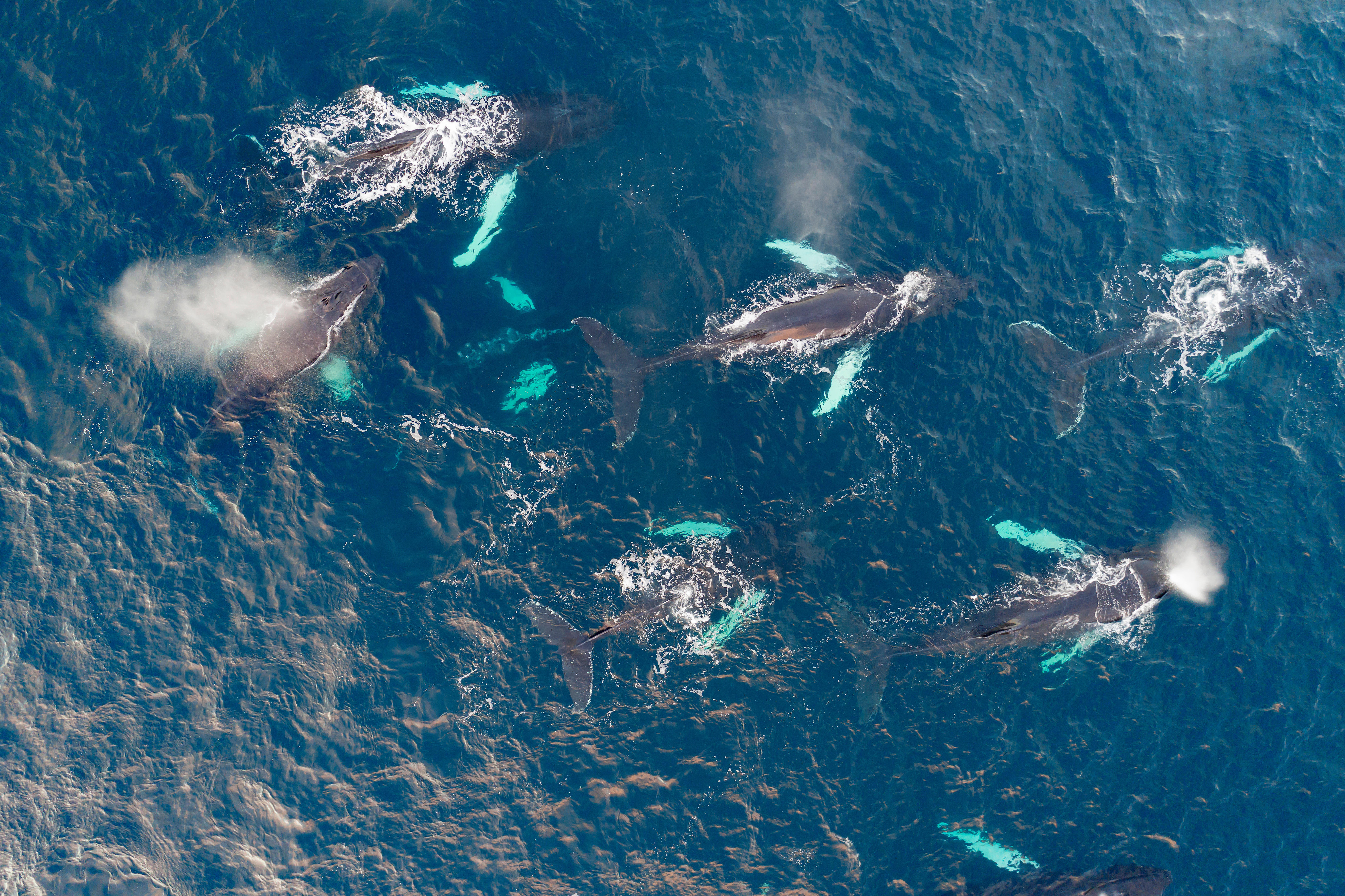 Aerial view of humpback whales in the Atlantic Ocean.
