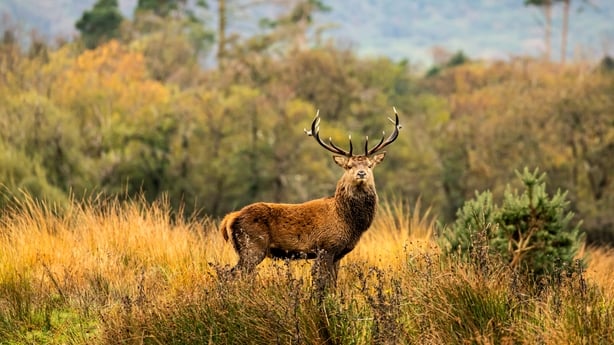 A Red Stag in Killarney National Park, Kerry,
