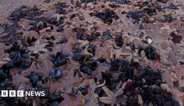 Hundreds of dead starfish washed up on a beach.