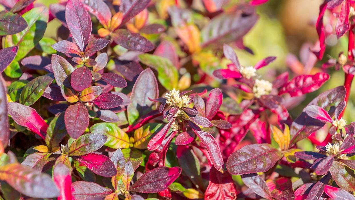 Red leaves of Alternanthera ficoidea. Joseph's coat, Parrot leaf. A flowering plant.