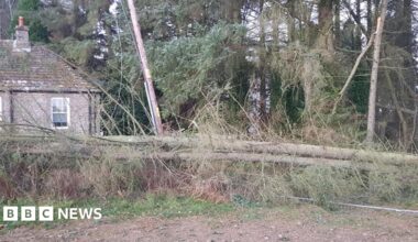 Aerial view of a forest with large patches of fallen trees and snow after storm damage