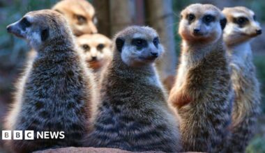 A group of six meerkats stand on their hindlegs looking back at the camera. They have grey-brown fur, pointed noses and piercing eyes.