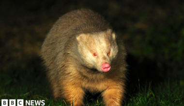 An albino badger walks across grass at night