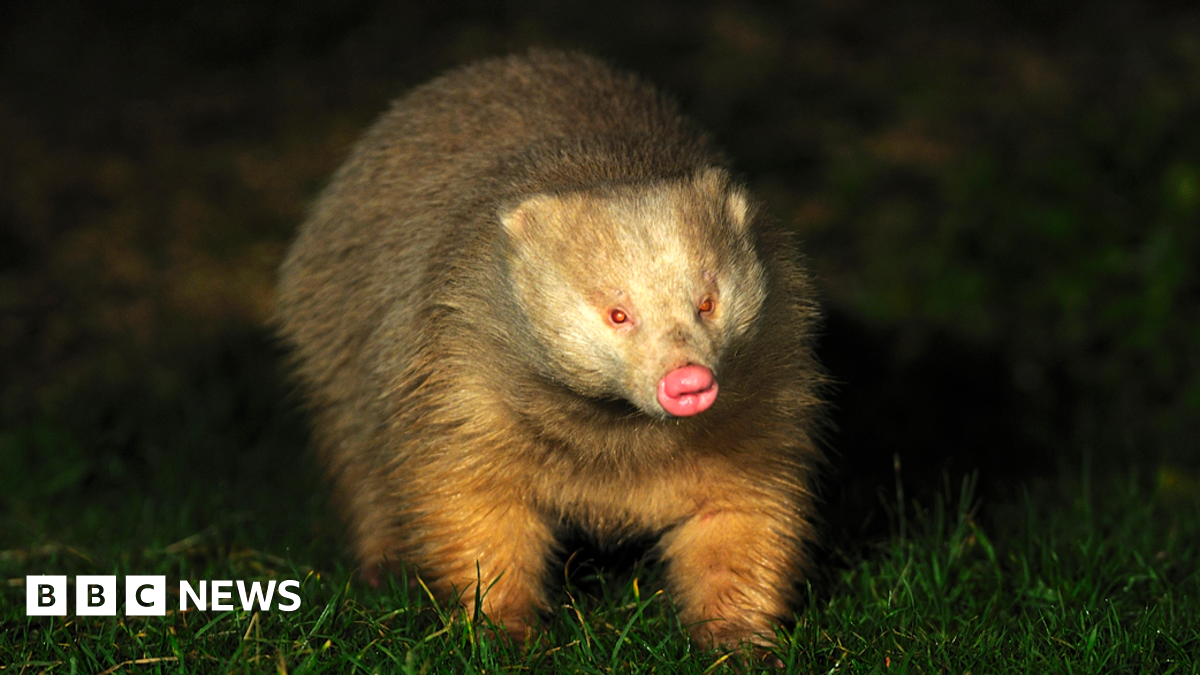 An albino badger walks across grass at night
