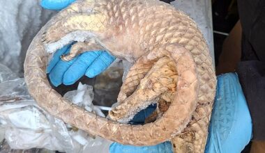 Officials from the Food Standards Agency (FSA) found the wild animals at a site in Deptford, south east London on December 5. Pictured is one of the frozen Pangolins retrieved